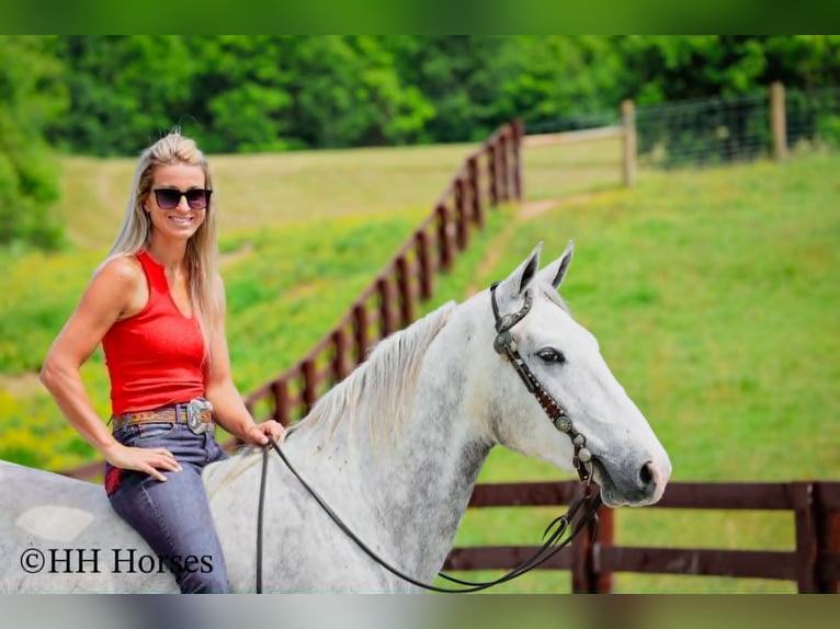 Cheval de trait Hongre 4 Ans 163 cm Gris pommelé in Flemingsburg