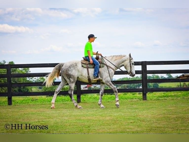 Cheval de trait Hongre 4 Ans 163 cm Gris pommelé in Flemingsburg