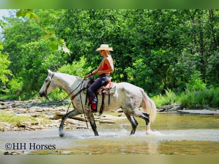 Cheval de trait Hongre 4 Ans 163 cm Gris pommelé in Flemingsburg