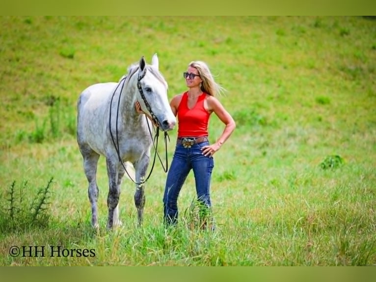 Cheval de trait Hongre 4 Ans 163 cm Gris pommelé in Flemingsburg