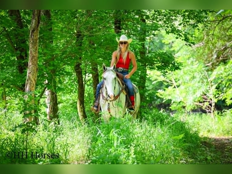 Cheval de trait Hongre 4 Ans 163 cm Gris pommelé in Flemingsburg