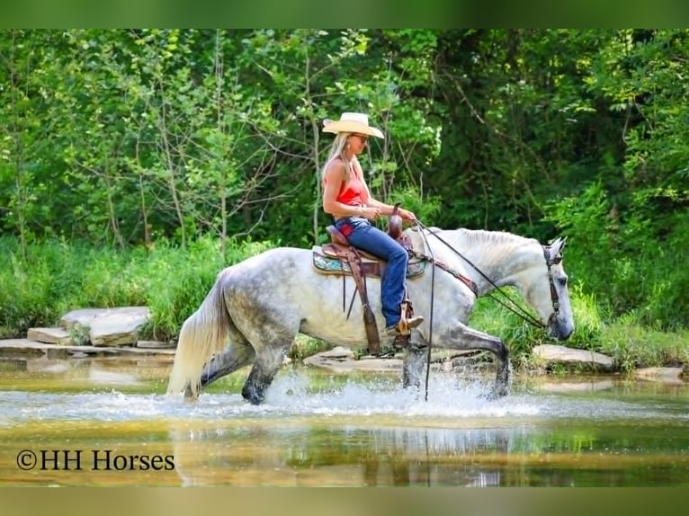 Cheval de trait Hongre 4 Ans 163 cm Gris pommelé in Flemingsburg