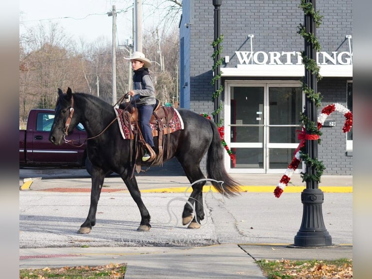 Cheval de trait Hongre 4 Ans 163 cm Noir in Coal City, IN