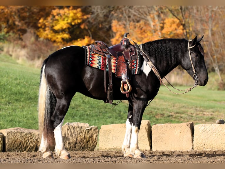 Cheval de trait Croisé Hongre 4 Ans 163 cm Noir in Millersburg