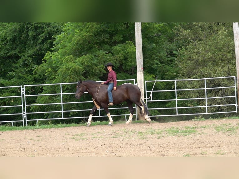 Cheval de trait Croisé Hongre 4 Ans 163 cm Noir in Millersburg