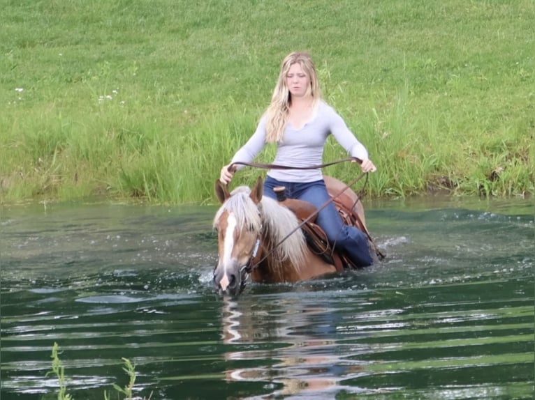 Cheval de trait Croisé Hongre 4 Ans 163 cm Palomino in Howell