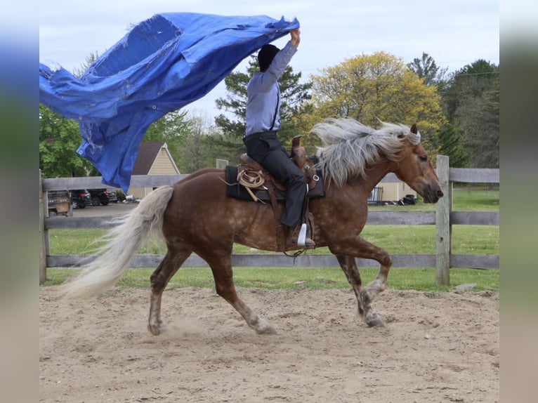 Cheval de trait Croisé Hongre 4 Ans 163 cm Palomino in Howell