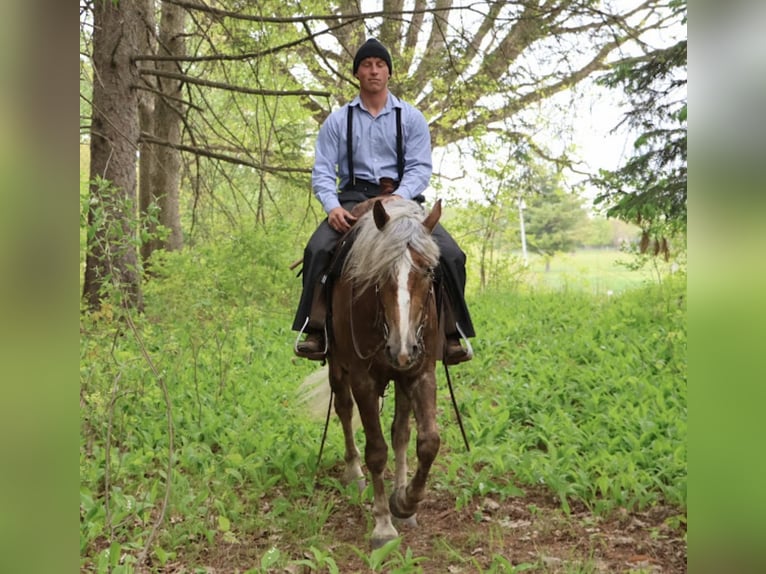 Cheval de trait Croisé Hongre 4 Ans 163 cm Palomino in Howell