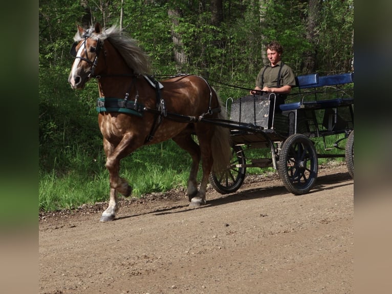 Cheval de trait Croisé Hongre 4 Ans 163 cm Palomino in Howell