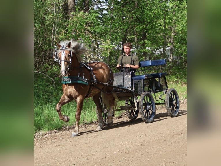 Cheval de trait Croisé Hongre 4 Ans 163 cm Palomino in Howell