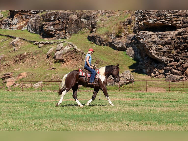 Cheval de trait Croisé Hongre 4 Ans 163 cm Pinto in Quitman