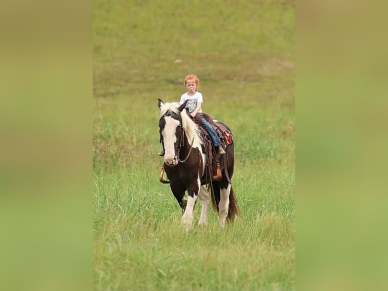 Cheval de trait Hongre 4 Ans 163 cm Tobiano-toutes couleurs in Auburn, KY