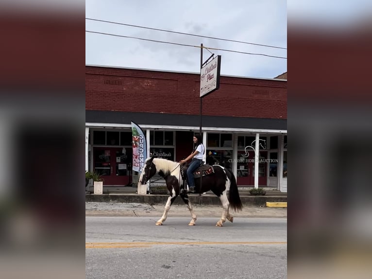 Cheval de trait Hongre 4 Ans 163 cm Tobiano-toutes couleurs in Auburn, KY