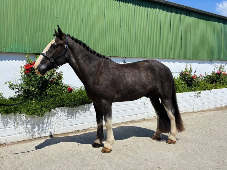 Cheval de trait Hongre 4 Ans 164 cm Rouan Bleu in Mountrath, Co. Laois