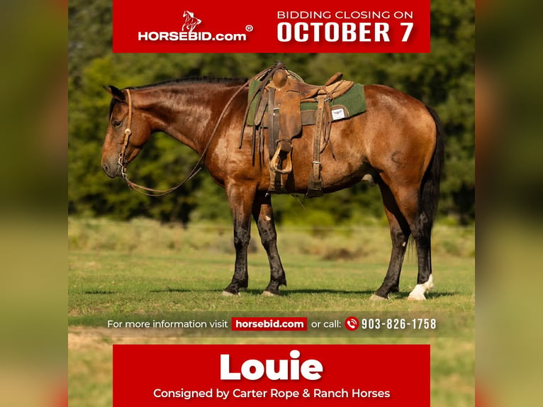 Cheval de trait Croisé Hongre 4 Ans 165 cm Bai cerise in De Kalb, TX