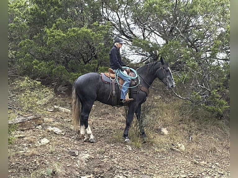 Cheval de trait Hongre 4 Ans 165 cm Gris in Jacksboro TX