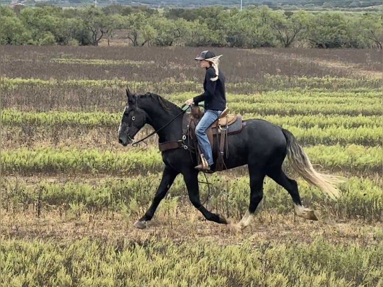 Cheval de trait Hongre 4 Ans 165 cm Gris in Jacksboro TX