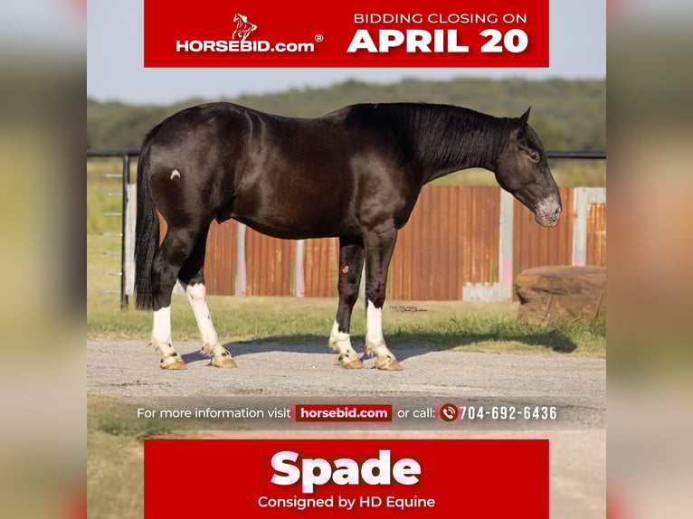 Cheval de trait Croisé Hongre 4 Ans 165 cm Noir in Madill