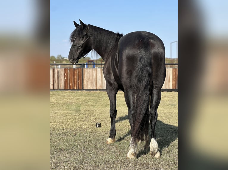 Cheval de trait Croisé Hongre 4 Ans 165 cm Noir in Jacksboro