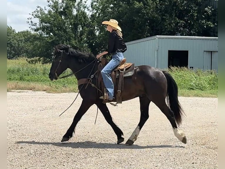 Cheval de trait Hongre 4 Ans 165 cm Noir in Jacksboro TX