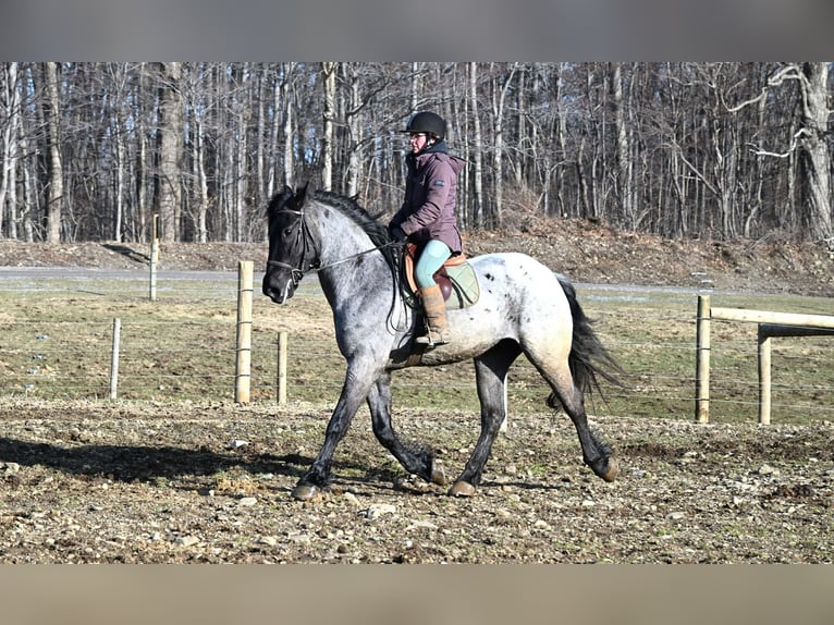 Cheval de trait Hongre 4 Ans 165 cm Rouan Bleu in Warsaw