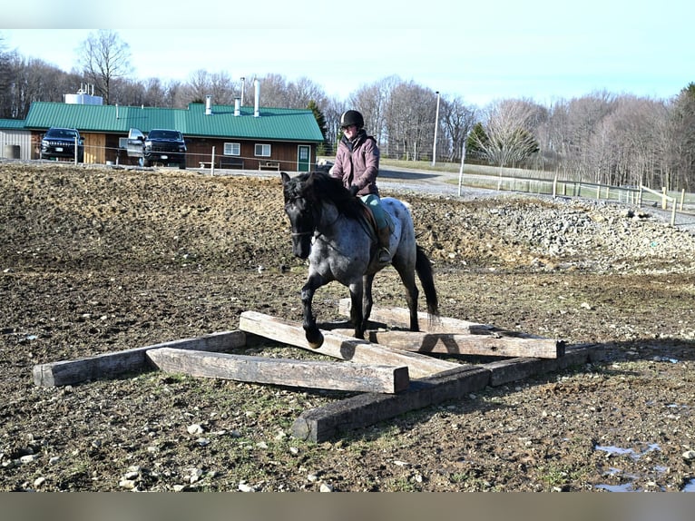 Cheval de trait Hongre 4 Ans 165 cm Rouan Bleu in Warsaw