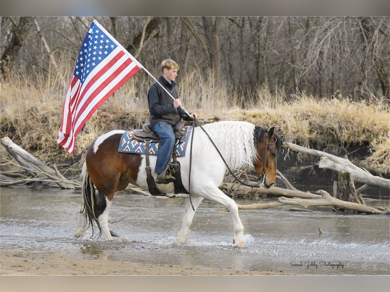 Cheval de trait Hongre 4 Ans 165 cm Tobiano-toutes couleurs in Independence IA