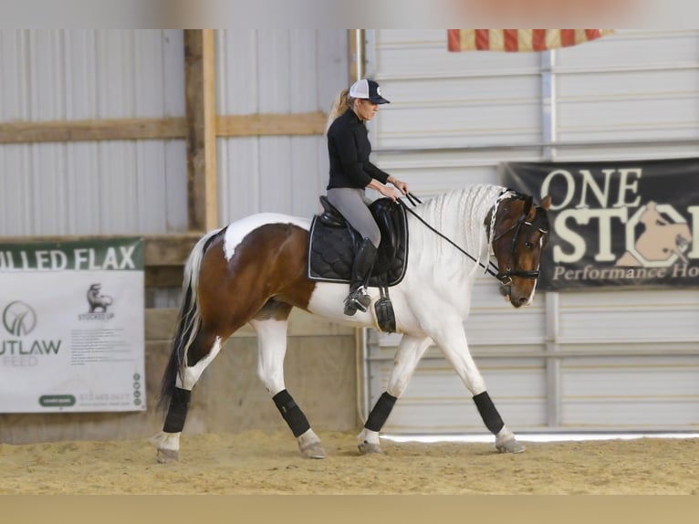 Cheval de trait Hongre 4 Ans 165 cm Tobiano-toutes couleurs in Independence IA