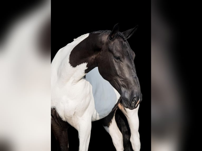 Cheval de trait Hongre 4 Ans 165 cm in Ocala, FL1