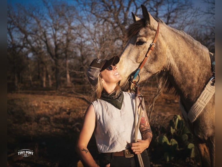 Cheval de trait Hongre 4 Ans 168 cm Buckskin in Jacksboro