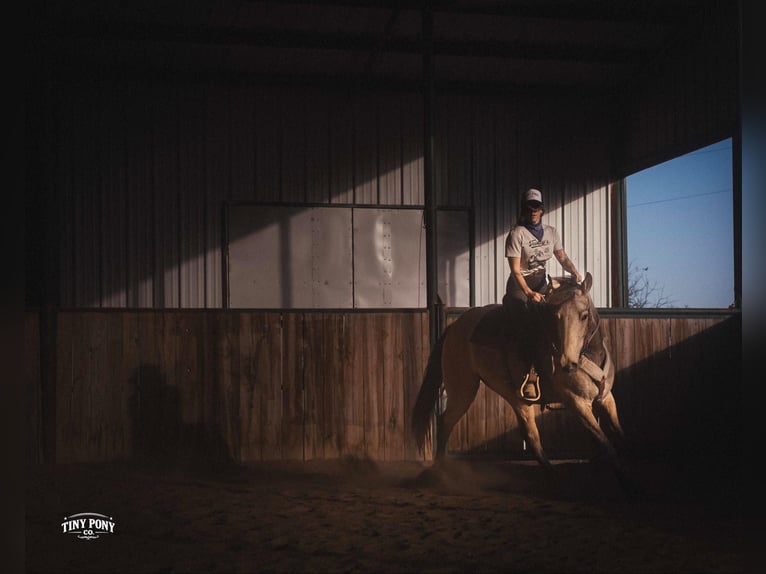 Cheval de trait Hongre 4 Ans 168 cm Buckskin in Jacksboro