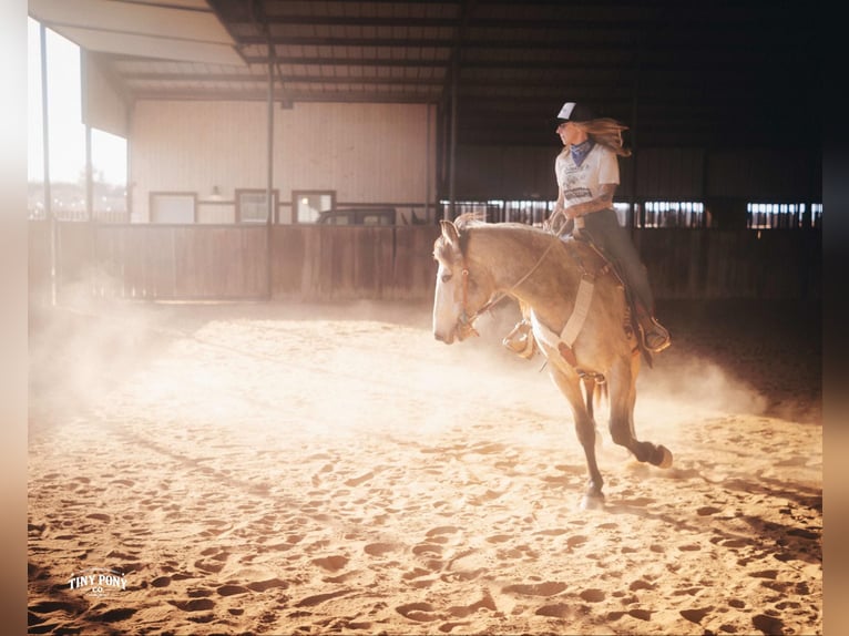 Cheval de trait Hongre 4 Ans 168 cm Buckskin in Jacksboro