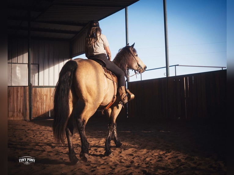 Cheval de trait Hongre 4 Ans 168 cm Buckskin in Jacksboro