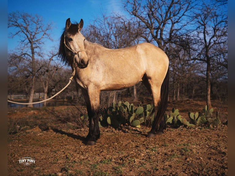 Cheval de trait Hongre 4 Ans 168 cm Buckskin in Jacksboro