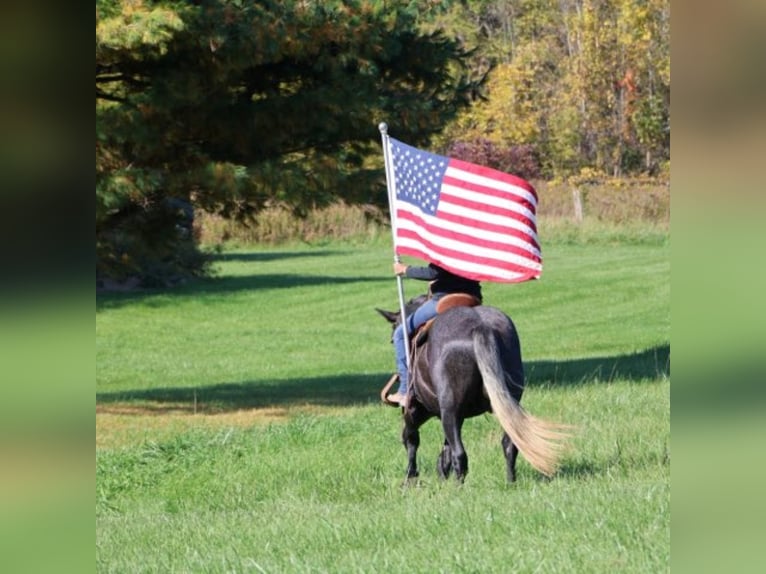 Cheval de trait Croisé Hongre 4 Ans 168 cm Gris in Howell