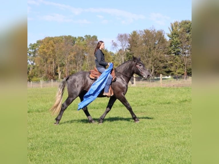 Cheval de trait Croisé Hongre 4 Ans 168 cm Gris in Howell