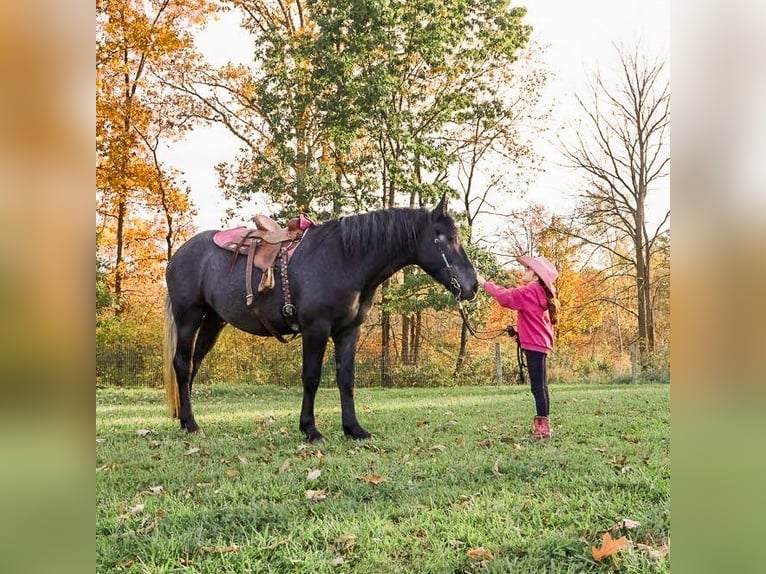 Cheval de trait Croisé Hongre 4 Ans 168 cm Gris in Howell