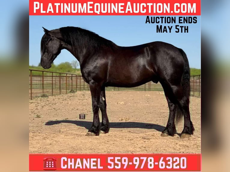 Cheval de trait Hongre 4 Ans 168 cm Noir in jacksboro KY