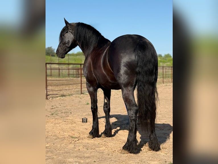 Cheval de trait Hongre 4 Ans 168 cm Noir in jacksboro KY