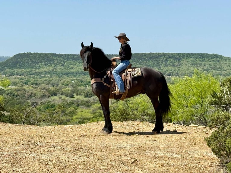 Cheval de trait Hongre 4 Ans 168 cm Noir in jacksboro KY