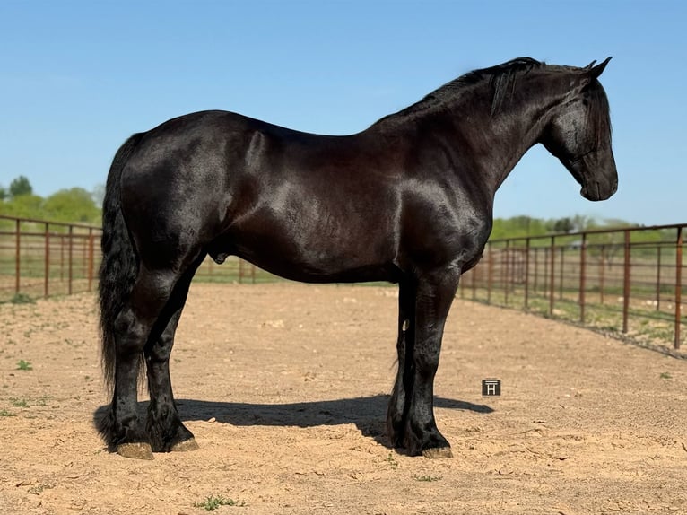 Cheval de trait Hongre 4 Ans 168 cm Noir in jacksboro KY