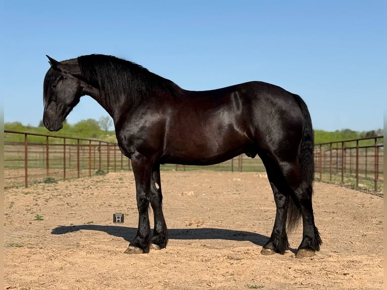 Cheval de trait Hongre 4 Ans 168 cm Noir in jacksboro KY