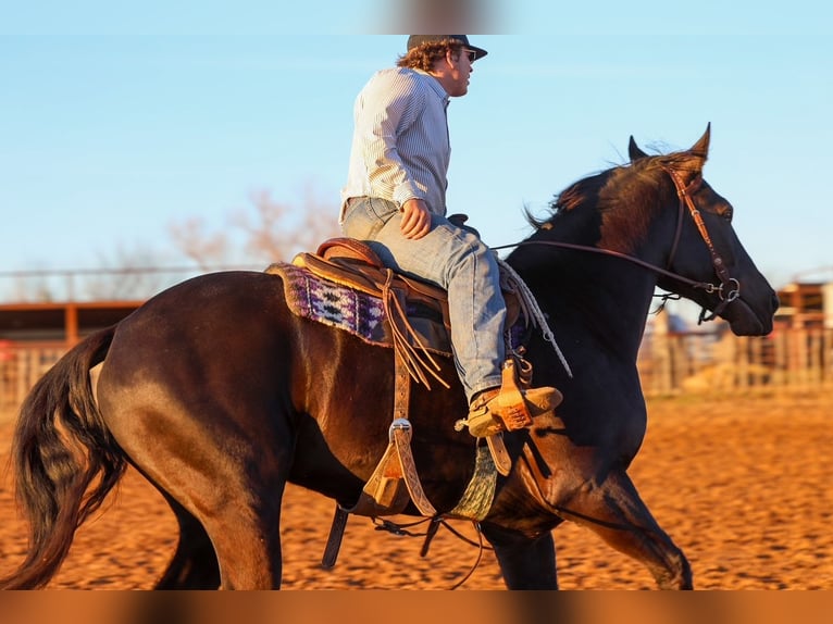 Cheval de trait Croisé Hongre 4 Ans 168 cm Noir in Ripley