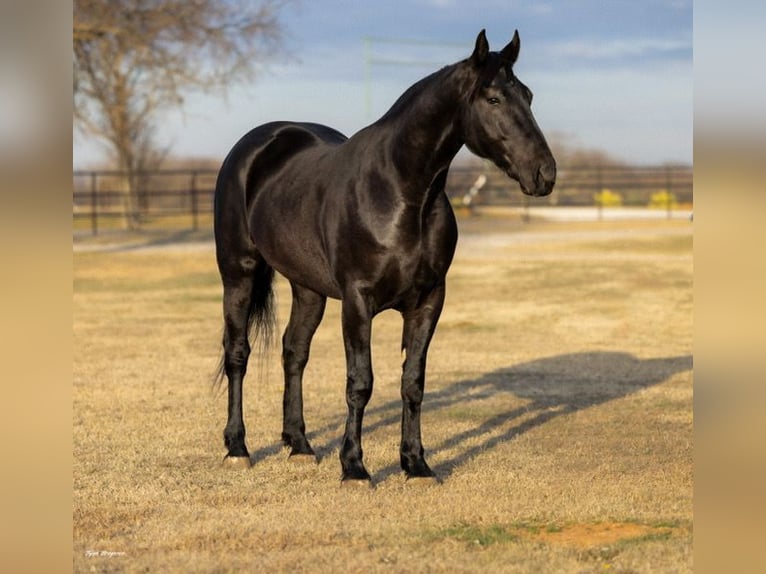 Cheval de trait Hongre 4 Ans 168 cm Noir in Ripley