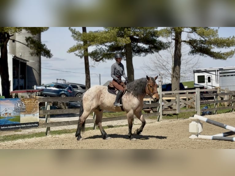 Cheval de trait Croisé Hongre 4 Ans 168 cm Roan-Bay in Gap