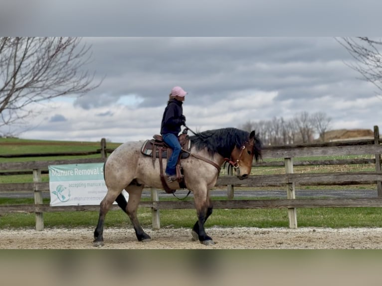 Cheval de trait Croisé Hongre 4 Ans 168 cm Roan-Bay in Gap