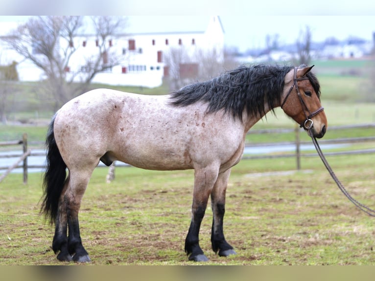 Cheval de trait Croisé Hongre 4 Ans 168 cm Roan-Bay in Gap