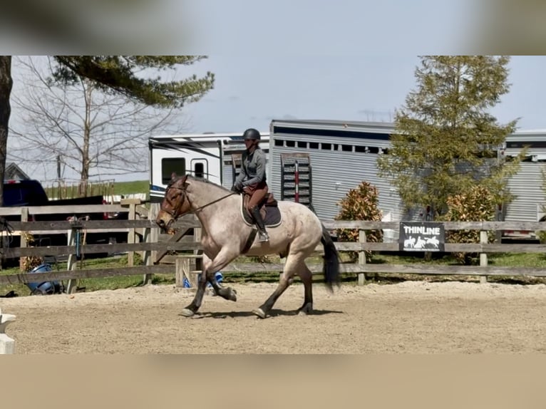 Cheval de trait Croisé Hongre 4 Ans 168 cm Roan-Bay in Gap