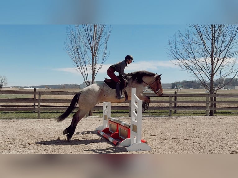 Cheval de trait Croisé Hongre 4 Ans 168 cm Roan-Bay in Gap