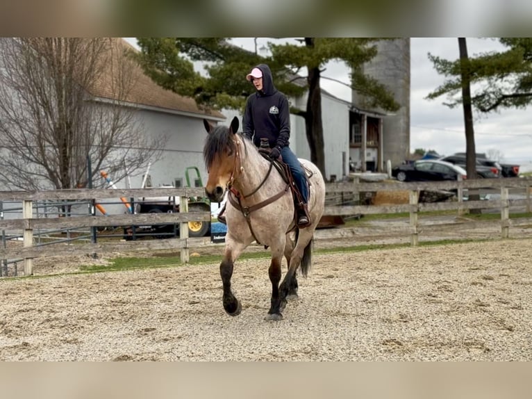 Cheval de trait Croisé Hongre 4 Ans 168 cm Roan-Bay in Gap